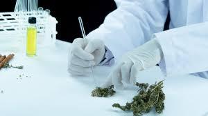 Медичний канабіс