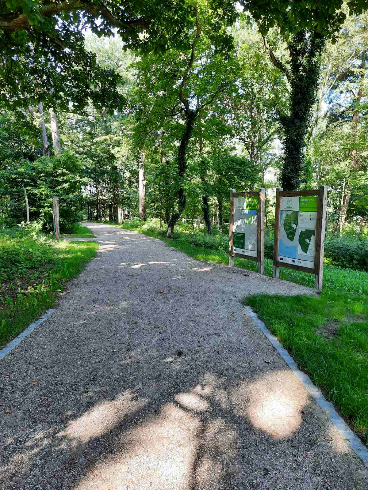 Лісотерапія як ще один спосіб реабілітації