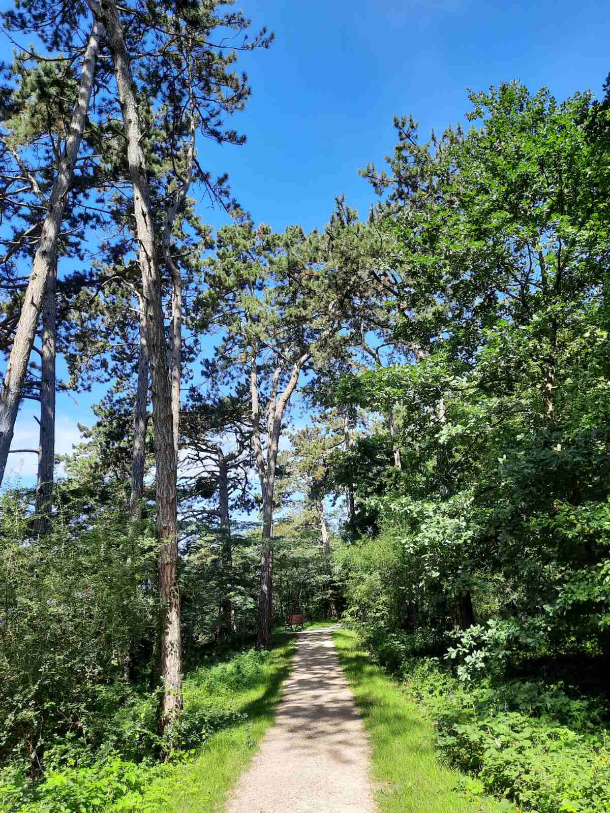 Лісотерапія як ще один спосіб реабілітації