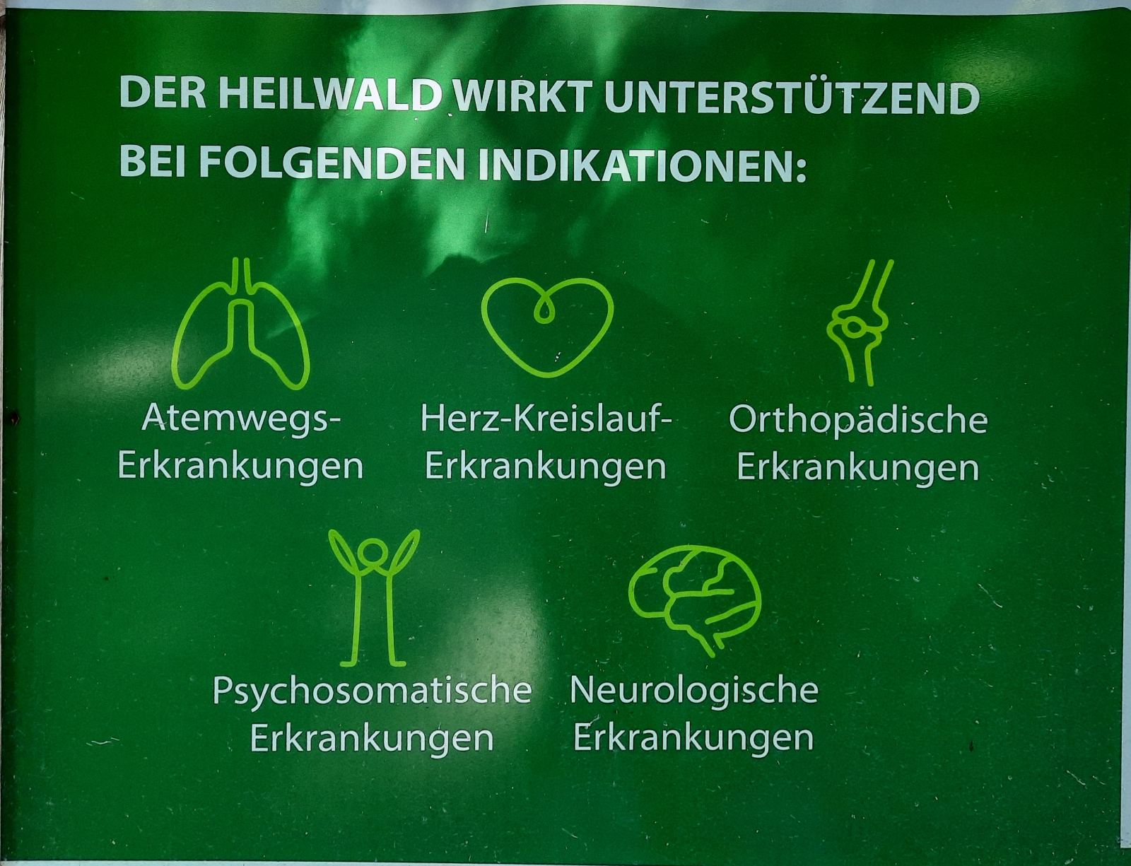 Лісотерапія як ще один різновид реабілітації