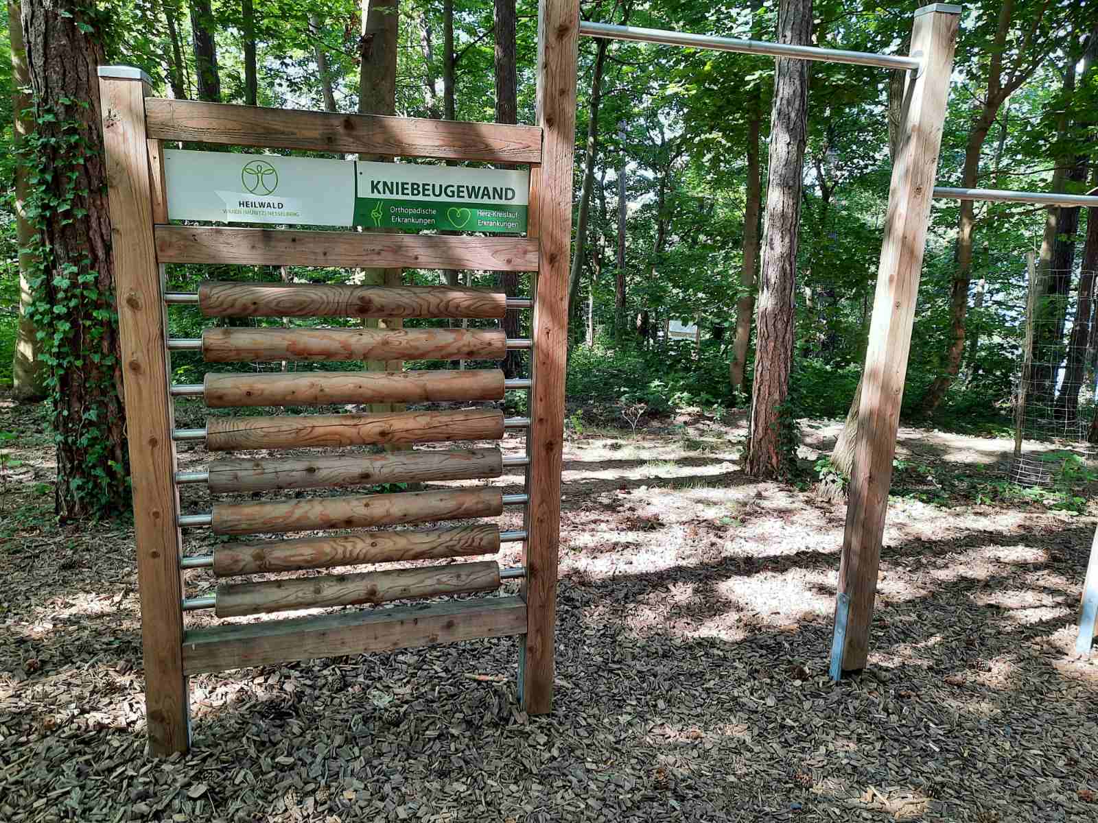 Лісотерапія як ще один різновид реабілітації